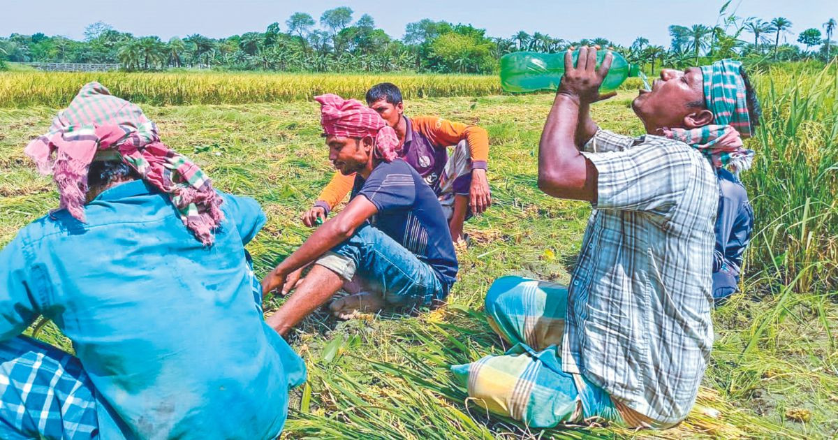 Crops wither, eggs drop: Heatwave inflicts Tk3,000cr loss in 4 SW districts
