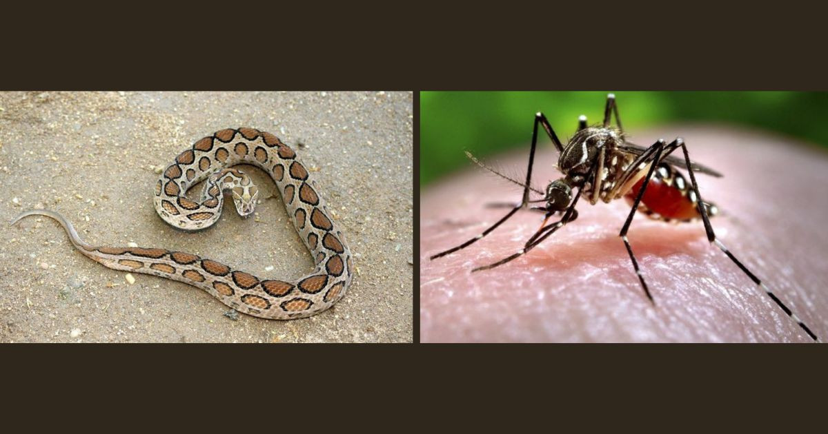 Russell's Viper vs Mosquito: Which is Deadlier?