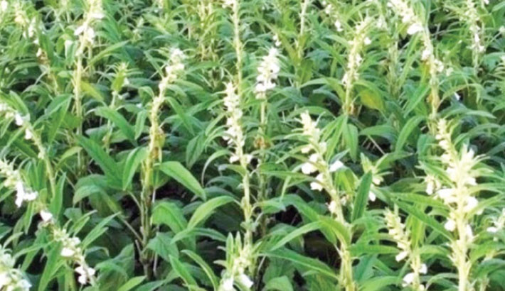 Sesame harvesting goes on in full swing in Manikganj