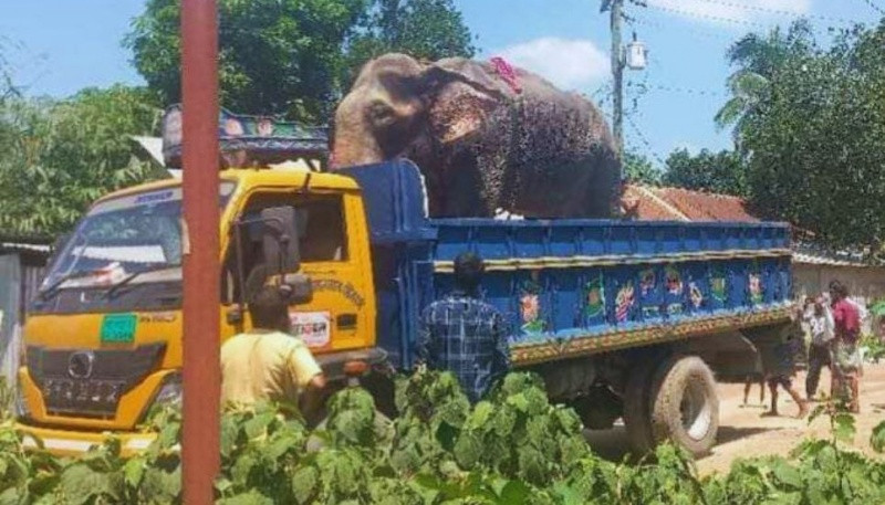 Elephant rescued after outrage over brutal beating