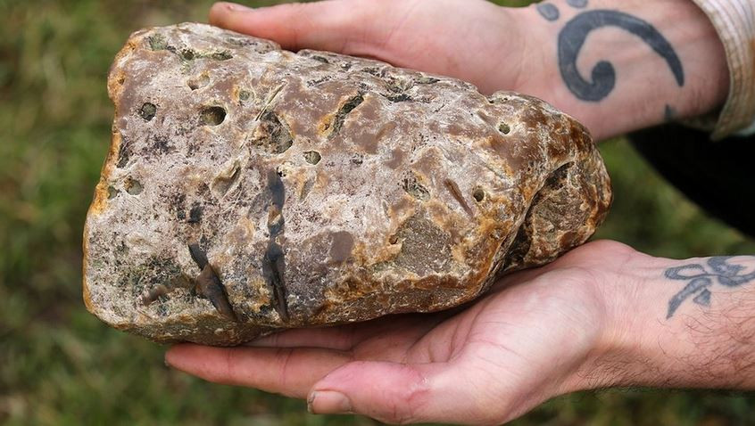 BGB recovers whale vomit worth Tk21cr from smuggler