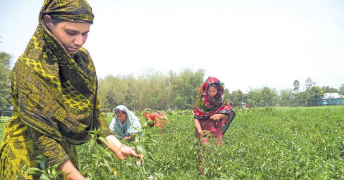 Nilphamari farmers eye bumper yield of winter vegetables