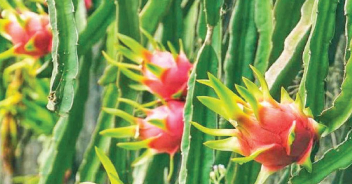 Dragon fruit farming boosts agro-based entrepreneurship in Jashore