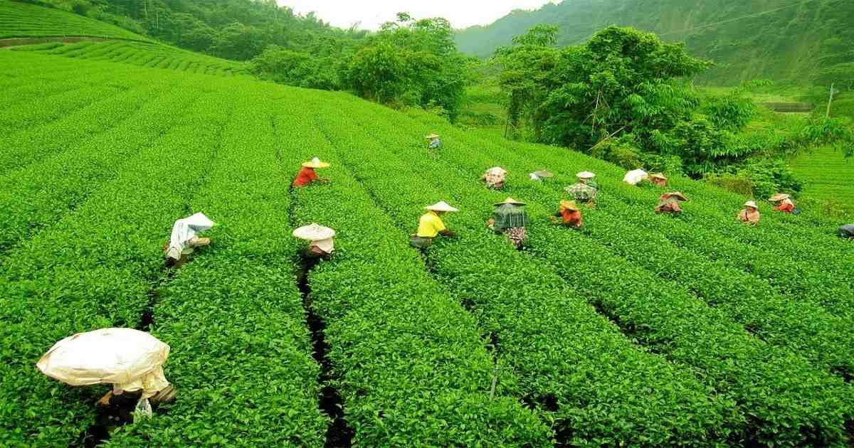 Call for Labour Act reforms to protect tea workers’ rights