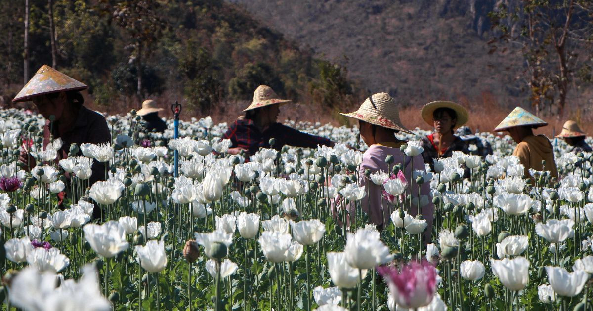 Myanmar opium harvest drops for first time since coup: UN