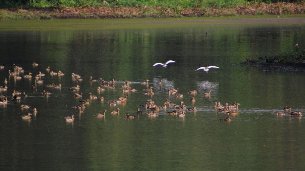 Migratory birds, a part of our ecology