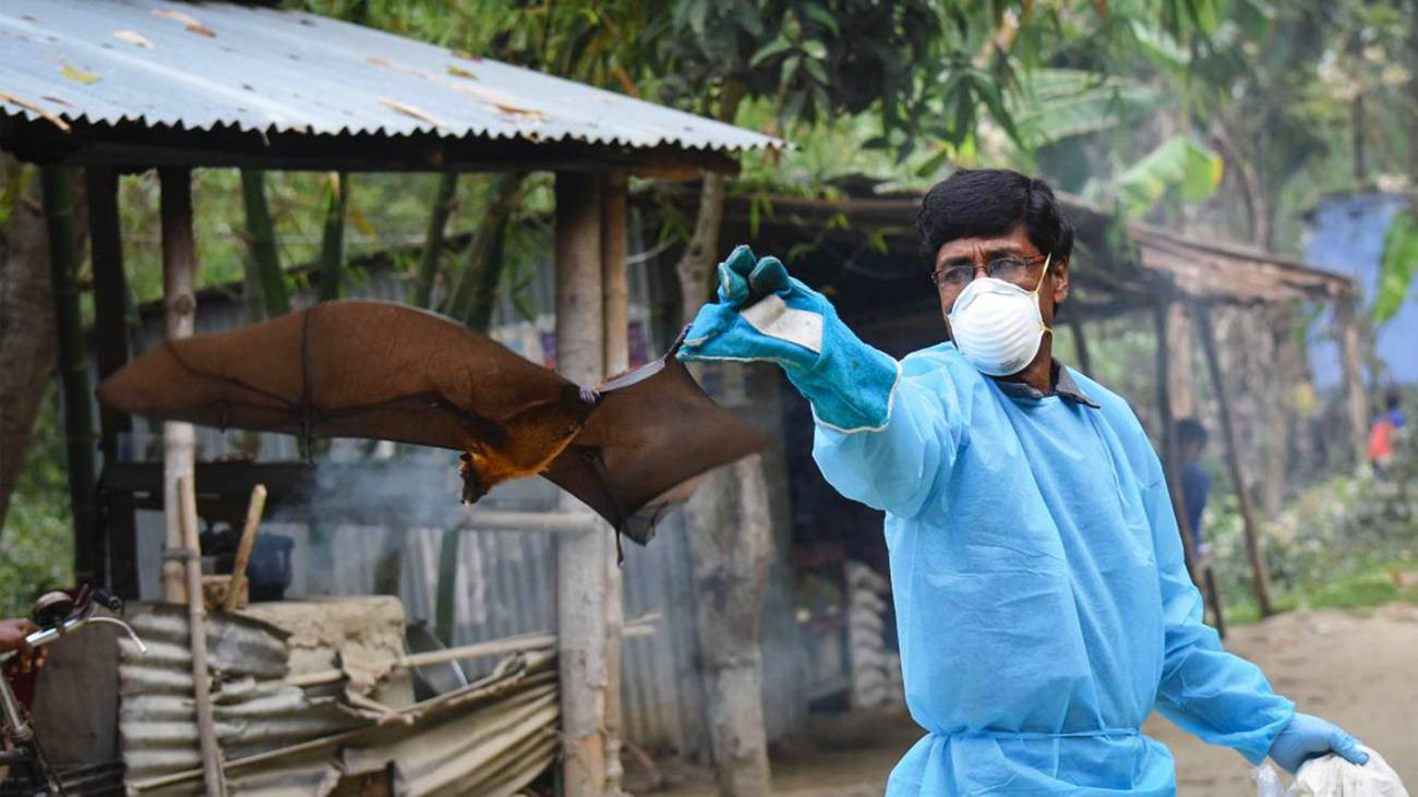 Nipah virus fatality rate 100% with 5 cases reported this year: IEDCR