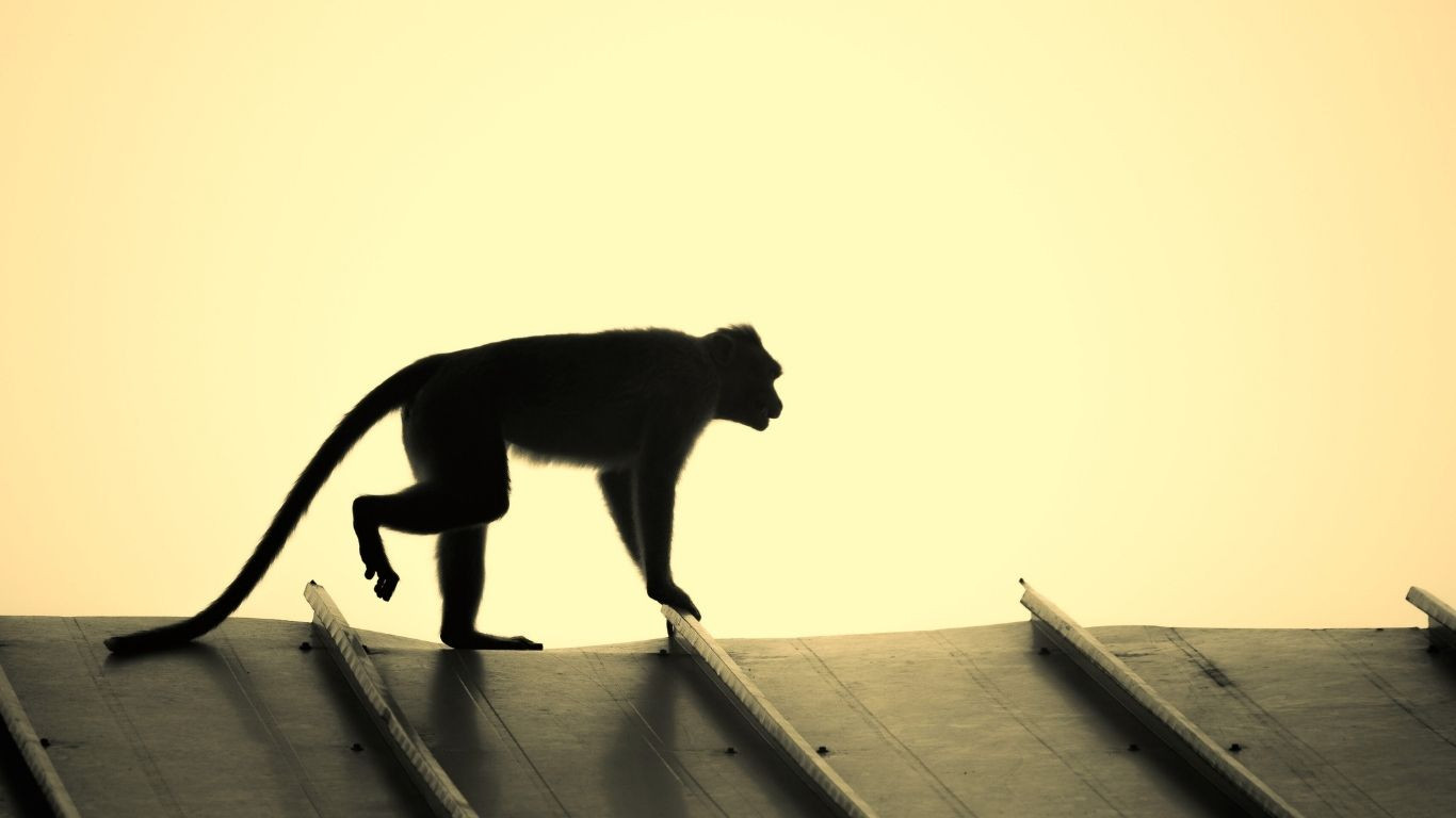 Monkey causes nationwide blackout in Sri Lanka