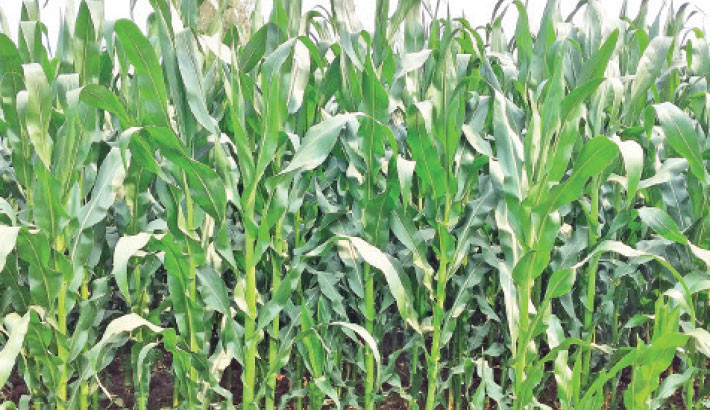 Maize cultivation expands rapidly in Dinajpur