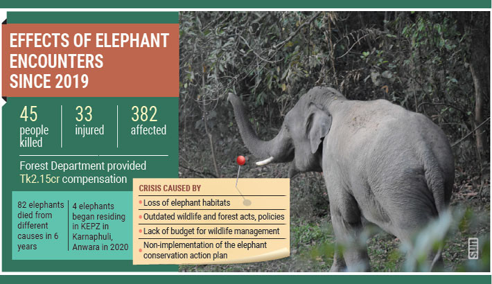Human-elephant conflict continues amid insufficient wildlife management measures