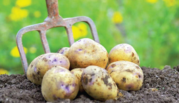 Bumper potato harvest in Jashore rekindles farmers’ hope