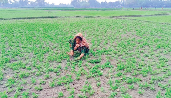 Peanut farming sees promising prospects in Panchagarh