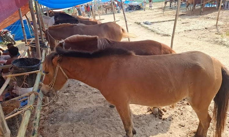 Month-long horse fair begins in Joypurhat
