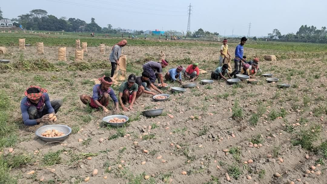 Munshiganj’s potato farmers grapple with low prices despite bumper harvest