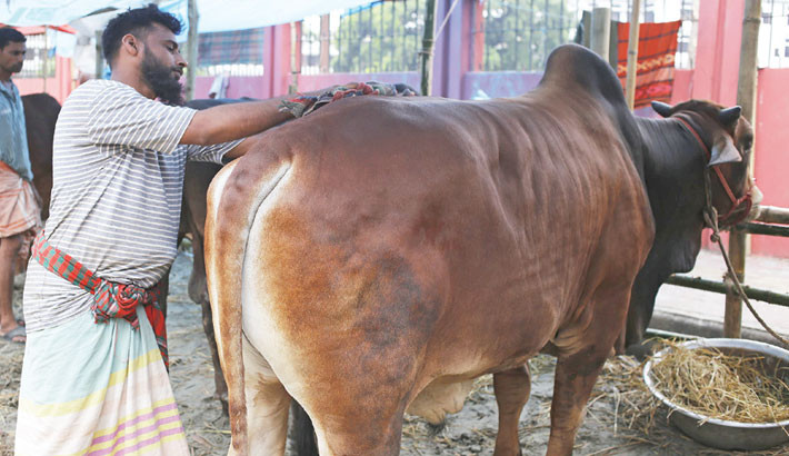 Counterfeiters targeting cattle markets ahead of eid