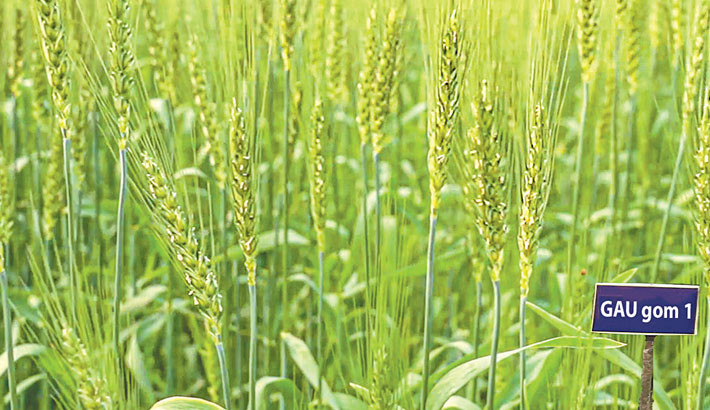 GAU develops high salt-tolerant wheat variety