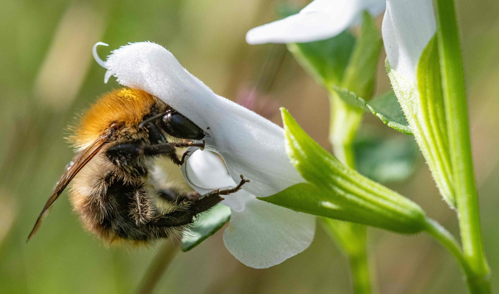 Rwanda bees being wiped out by pesticides
