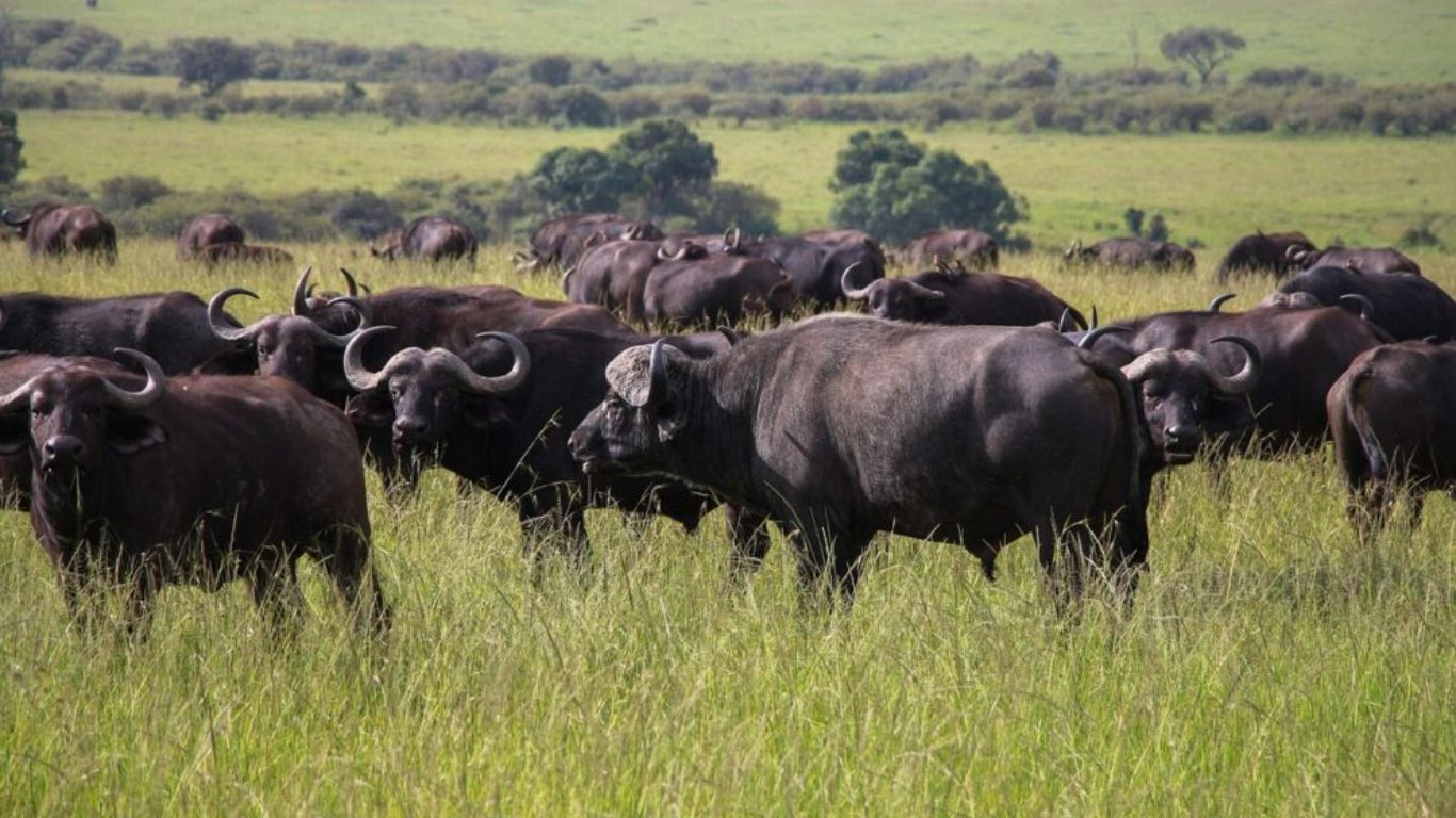 Nearly 100 buffaloes die in Namibia stampede