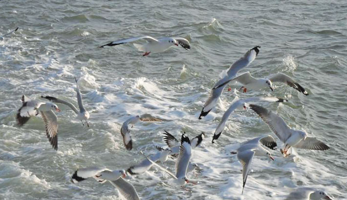 Birdwatching in Bangladesh: A new horizon for tourism