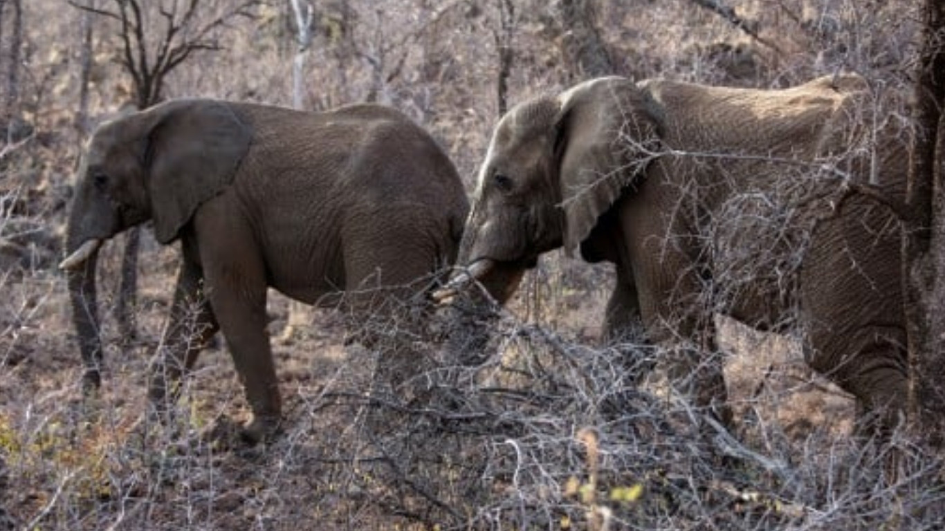 Wildlife flee as floods swamp Indian parks
