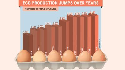 Egg production doubles in a decade