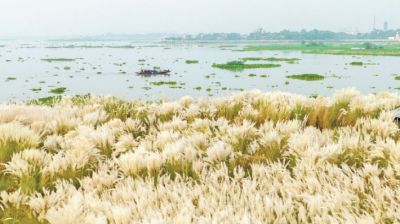 A sea of silver dreams: The bloom of kash