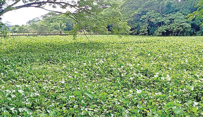 Waste and water hyacinth smother River Baleshwar in Pirojpur