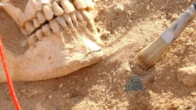 DNA reveals hidden killer of Napoleon's troops in Russia