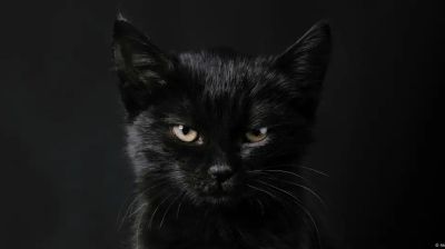 The many mysterious meanings of black cats