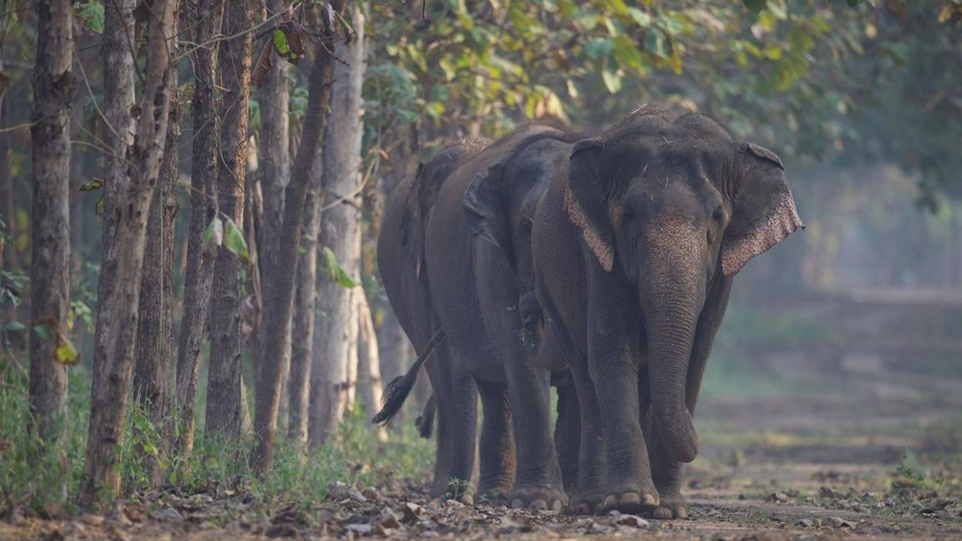 CITES praises Gujarat’s Vantara for global wildlife care standards