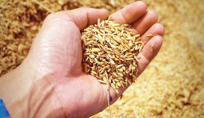 Lack of control over hybrid seed prices burdens Sunamganj farmers