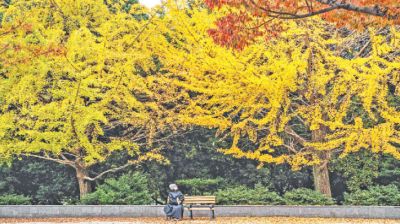 A woman sits on the bench looking at the trees in autumn colours at Kiba Park in Tokyo, Japan. The picture was taken on Tuesday and released on Wednesday.   -  AFP PHOTO