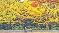 A woman sits on the bench looking at the trees in autumn colours at Kiba Park in Tokyo, Japan. The picture was taken on Tuesday and released on Wednesday.   -  AFP PHOTO