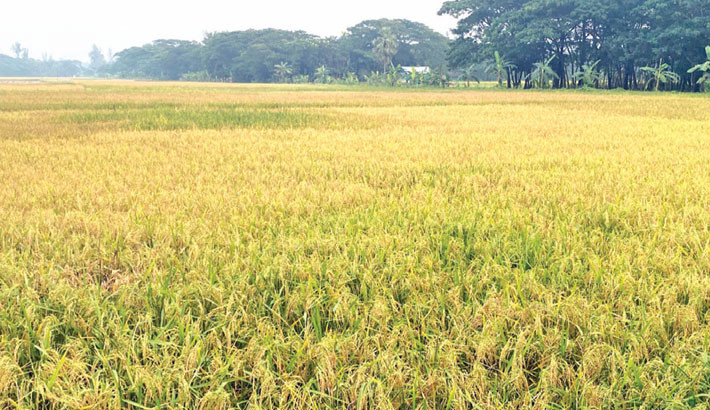Bumper Aman harvest brings smiles to Lakshmipur farmers