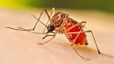 DSCC conducts dengue control drive in 2 wards