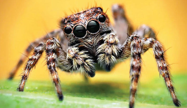 Super-web reveals surprising ‘constant party’ life of cohabiting spiders
