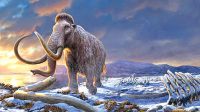 40,000-yr-old woolly mammoth RNA offers a peek into its last moments