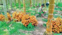 Bumper betel nut harvest delights Teknaf farmers