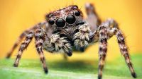 Super-web reveals surprising ‘constant party’ life of cohabiting spiders