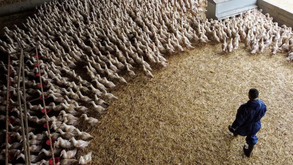Bird flu virus could risk pandemic worse than COVID if it mutates, France's Institut Pasteur says