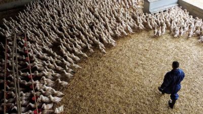 Bird flu virus could risk pandemic worse than COVID if it mutates, France's Institut Pasteur says
