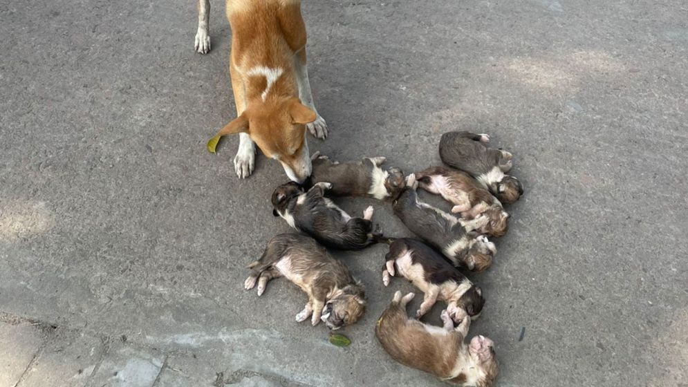 Case filed against woman over drowning of eight puppies in Pabna
