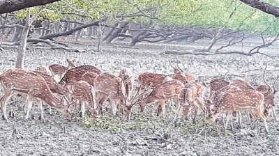 Illegal deer poaching poses growing threat to Sundarbans’ ecosystem