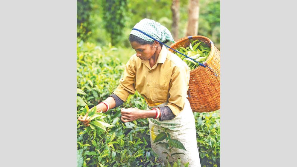O Tea Worker Will Tea Workers Get Fair Wage at all?