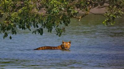 Tigers return but hunger lurks in Sundarbans