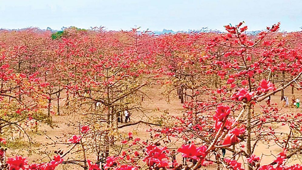 Shimul flowers have blossomed on around 3,000 trees at Asia’s largest Joynal Abedin Shimul Garden, located in Manigaon village along the banks of the River Jadukata in Tahirpur upazila of Sunamganj. For most of the year, this tree goes largely unnoticed; however, with the arrival of early spring, it draws attention as its striking red canopy of blossoms comes into full bloom, commanding admiration. 	-JAHANGIR ALAM