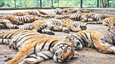 Virus kills 72 tigers in Thailand parks