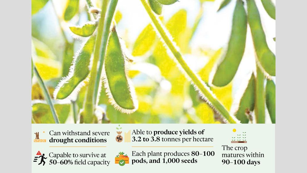 GAU develops country’s first drought-tolerant inbred soybean variety