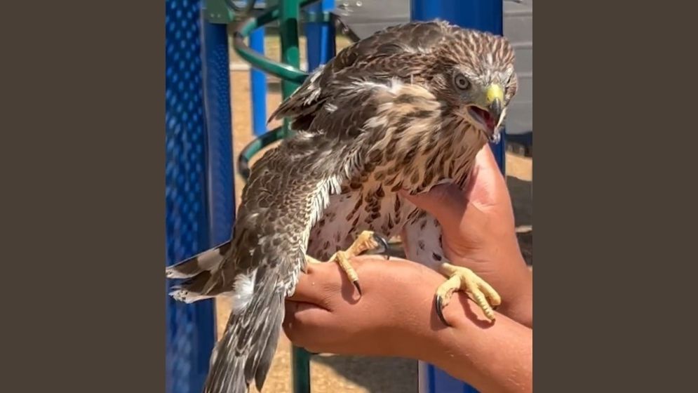 California man sentenced for giving alcohol to hawk