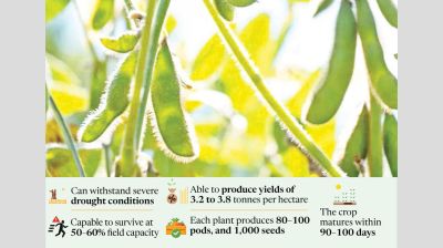 GAU develops country’s first drought-tolerant inbred soybean variety